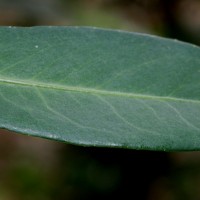 Ardisia rothii A.DC.